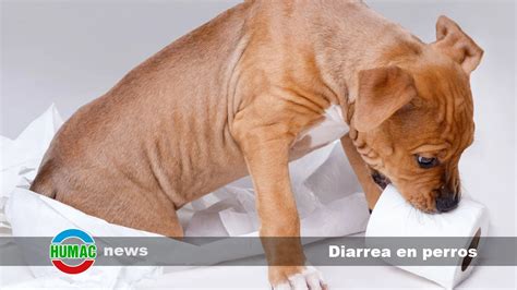 Diarrea En Perros Humac