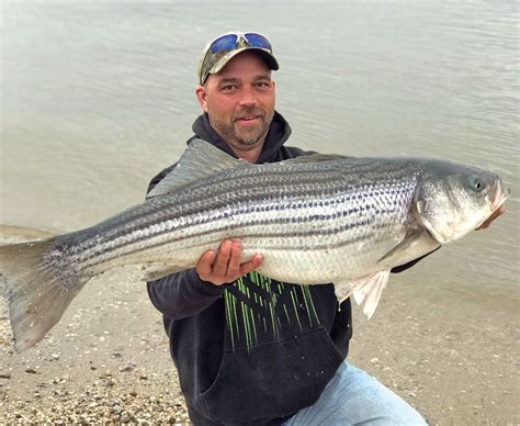 Best Striper Fishing Spots In Nj Unique Fish Photo