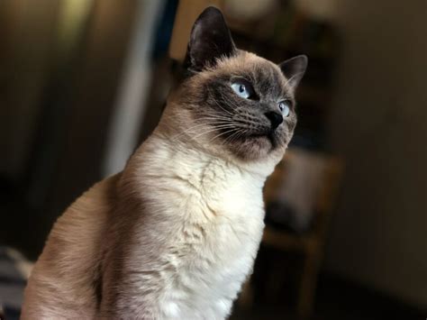 Siamese Cats Personality Characteristics Colours And Facts