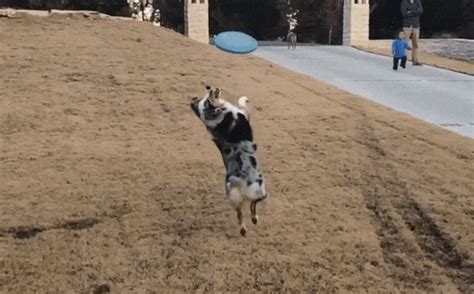 Some Dogs Are Terrible At Catching Frisbees
