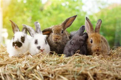 Rabbit Lifespan How Long Do Pet Rabbits Live Eastham Vets