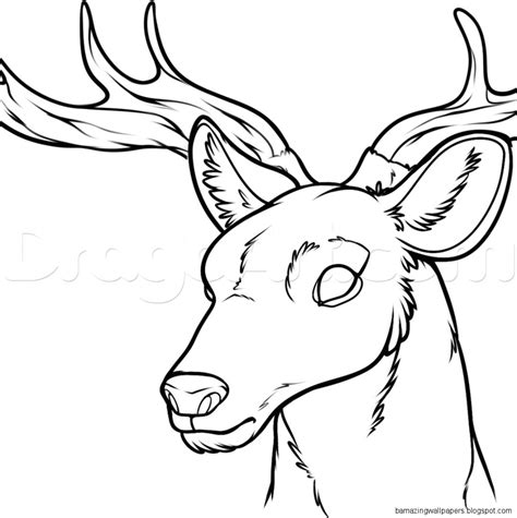 See more ideas about deer drawing easy, deer drawing, animal drawings. Deer Head Drawings | Amazing Wallpapers