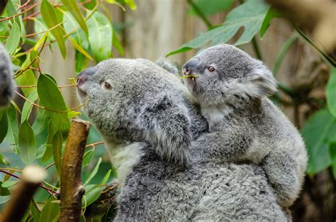 Koala Bear With Baby On Back · Free Stock Photo