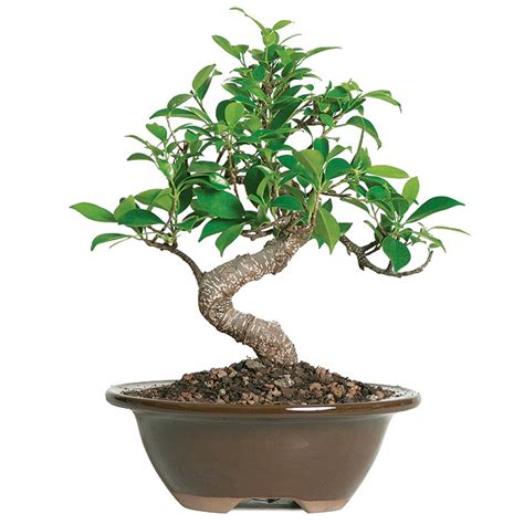 Maybe you would like to learn more about one of these? Golden Gate Ficus Care