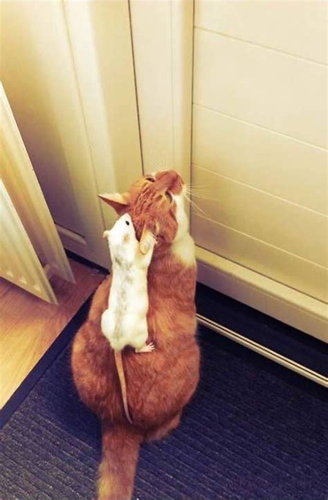 unusual   cats  mice   friends