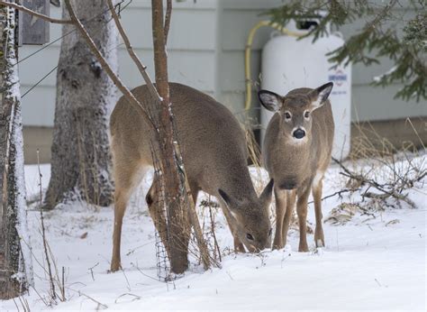 plan to use crossbows to kill nuisance deer in nova scotia town challenged by critics canada