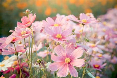 Five Fall Flowers Worth Traveling Japan For Fromjapan