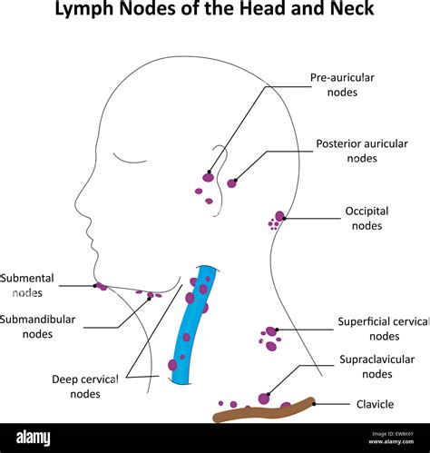 Diagram Lymph Nodes Back Neck