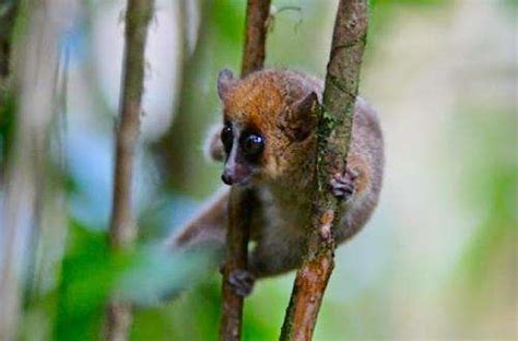 Teeth Sex And Testosterone Reveal Secrets Of Aging In Wild Mouse Lemurs