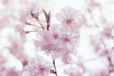 Free Images Branch Flower Petal Spring Pink Cherry Blossom