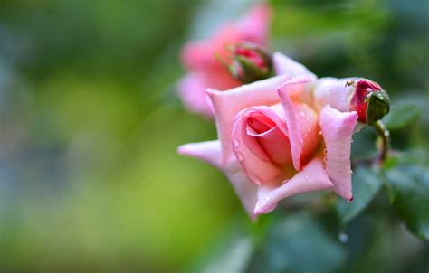 Wallpaper Flower Drops Background Pink Rose Roses Blur Buds