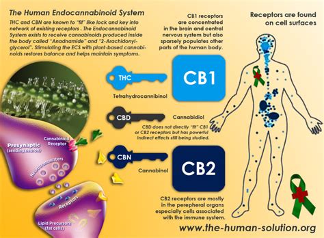 endocannabinoid deficiency causes chronic conditions