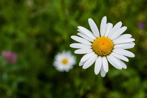 1920x1080 Wallpaper White Daisy Flower Peakpx