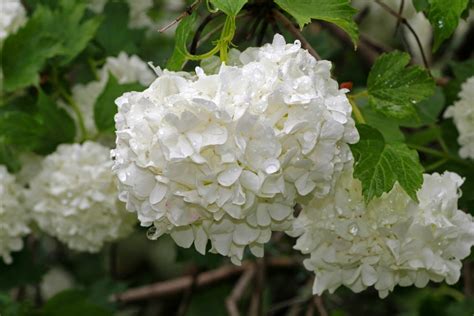 We did not find results for: Maggie's Moments: Snowball Tree