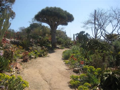 Spend a day exploring lush garden trails, calming scenery, flowering plants, palms, and the largest bamboo collection in california. San Diego Botanical Garden | Botanical gardens, Garden ...