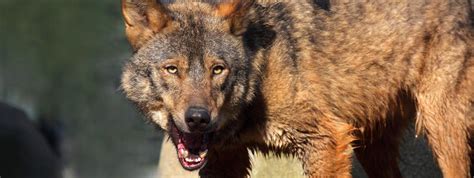 Toute l'actualité en france et à l'international, décryptages et débats. Le loup peut-il réellement s'attaquer à l'homme