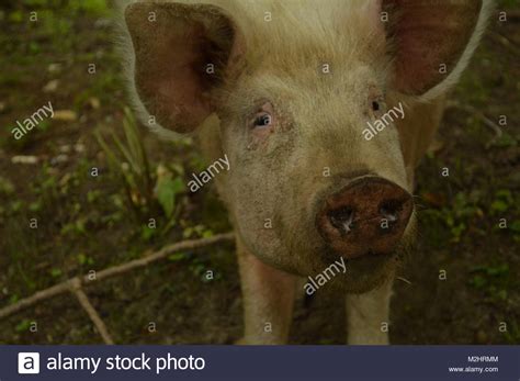 Porky Pig Hi Res Stock Photography And Images Alamy