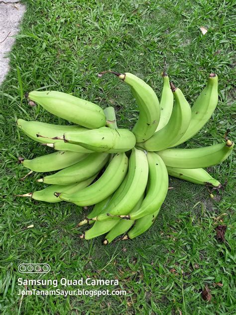 Cara pemupukan tanaman pisang dilakukan dengan cara ditaburkan pada lubang tanam dan disekeliling batang tanaman. Jom Tanam Sayur ( JTS ) : Pokok Pisang Tanduk No.2 ...