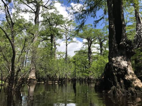 Uncovering The History Of North Carolina Swamps Ancient