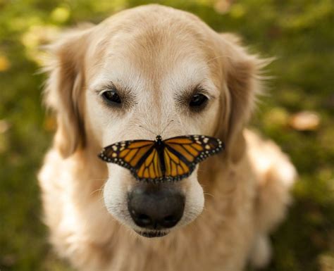 A Close Up Of A Dog With A Butterfly On Its Nose In Front Of The Camera