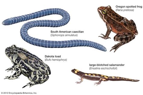 Amphibian - Form and function | Britannica.com