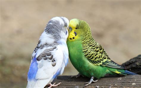 Top 10 Most Affectionate Birds In The World