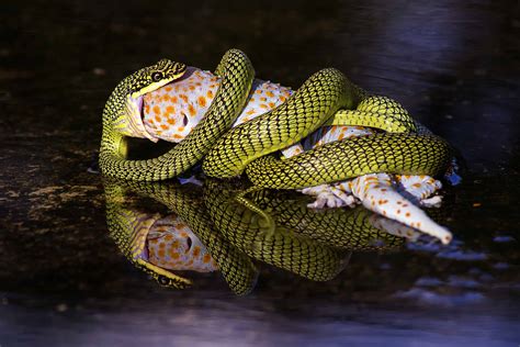 How Often Do Snakes Eat Discover The Eating Habits Of Popular Species