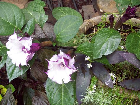 More than a week ago. Double Purple Angel Trumpet | Spring garden, Angel trumpet ...