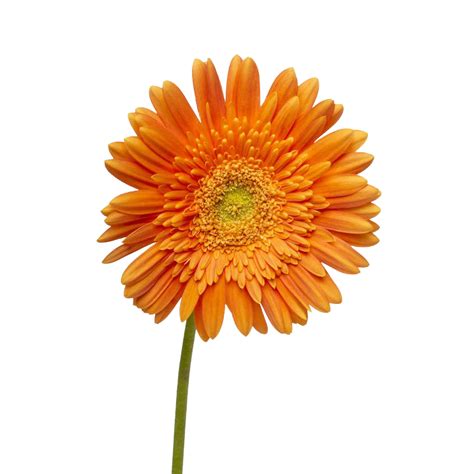 Dahlia Flower PNG Image - PurePNG | Free transparent CC0 PNG Image Library
