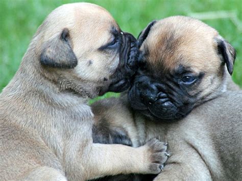 These pups are intelligent, loyal, and protective. About Dog Bull Mastiff: Is Your Bull Mastiff Potty Trained Enough?