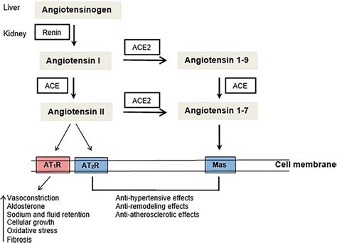 Frontiers Mini Review Angiotensin Converting Enzyme 1 Ace1 And