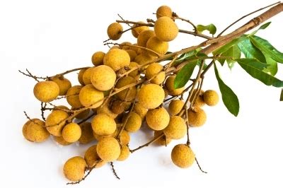 The fruit of the longan is similar to that of the lychee, but less aromatic in taste. What Is the Difference Between the Lychee, Rambutan and ...