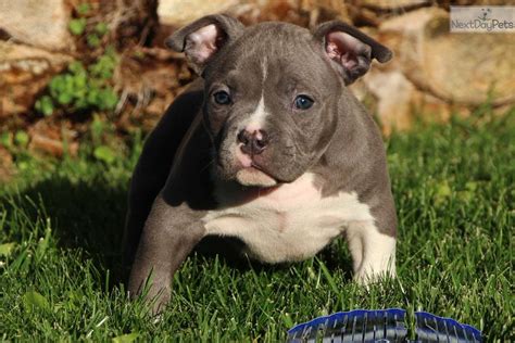 Kusa registered english bulldog puppies for sale to approved homes. American Pit Bull Terrier puppy for sale near Inland ...