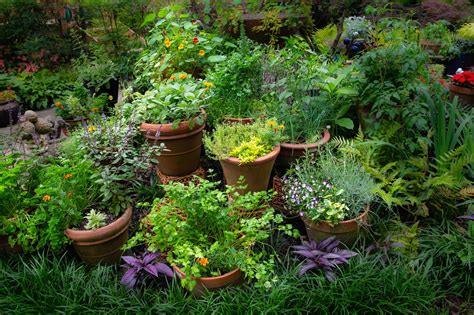 5 Tips For Producing An Abundance Of Herbs In Your Garden The