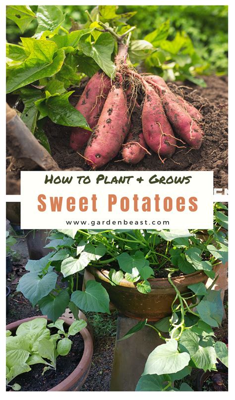 How To Plant And Grow Sweet Potatoes Complete Guide In 2023 Growing