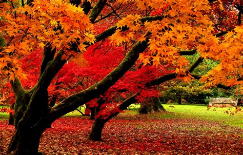 Wallpaper Autumn Leaves Trees Nature Park Nature Falling Leaves