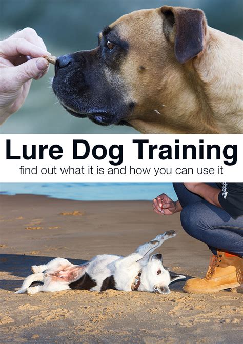Dog Lure Training What Is Luring And How To Use It The Happy Puppy Site