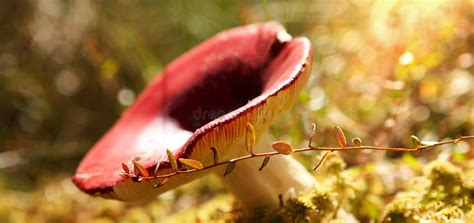 Mushroom Russula With A Red Cap In The Forest With Sunlight Stock