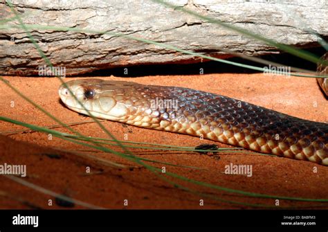 Australian King Brown Snake Or Mulga Snake Pseudechis Australis Also