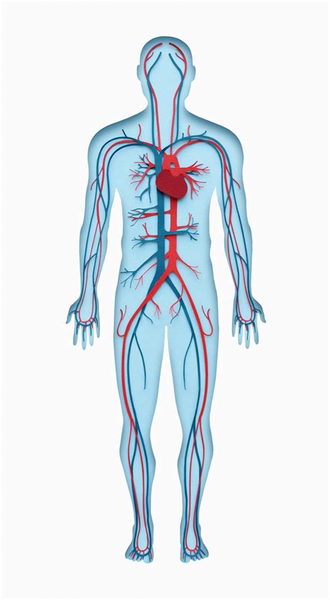 My Amazing Body Machine Organs And Systems Of The Body