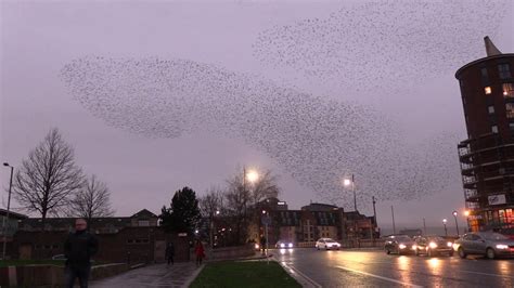 Starlings ‘like Fireworks As They Produce Aerial Displays Across