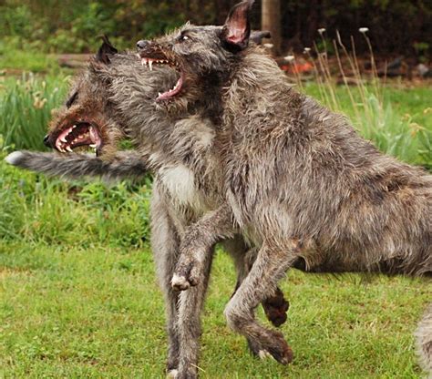 Living With Irish Wolfhounds Arahu Irish Wolfhounds