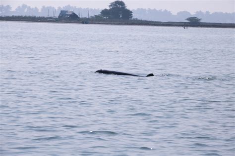 Up And Close With The Irrawaddy Dolphins Media India Group