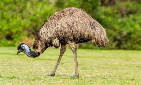 Struthioniformes All About Emus Rheas And Cassowaries Earth Life