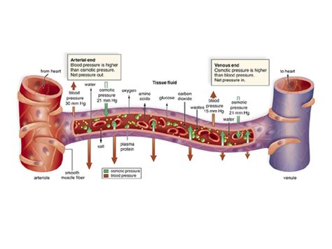Tissue Fluid And Lymph Ocr Asa Level Biology Teaching Resources