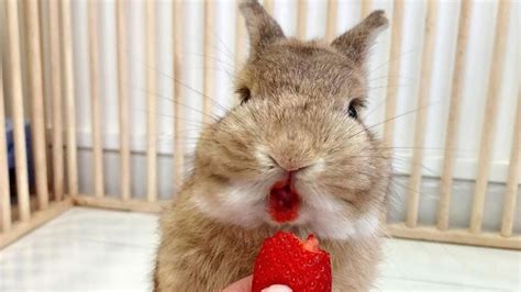 Rabbit Eating Strawberry Bunny Eating Strawberry Rabbit Eating