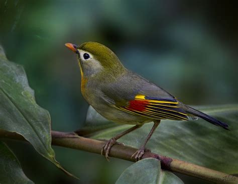 The name you choose for your pet bird can reflect its unique qualities, and for that reason, it's important to take care in the naming of your bird. Japanese Nightingale | Japanese bird, Pet birds, Beautiful ...