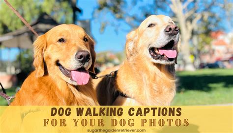 best dog walking captions for your dog photos - Golden Woofs
