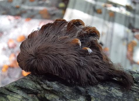 Virtually all of california is in a serious, ongoing drought. Stay Far Away From These Huge, Furry Caterpillars In Virginia