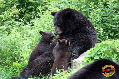 Black Bear Mother Feeding Cubs C20090621 389 Flickr Photo Sharing